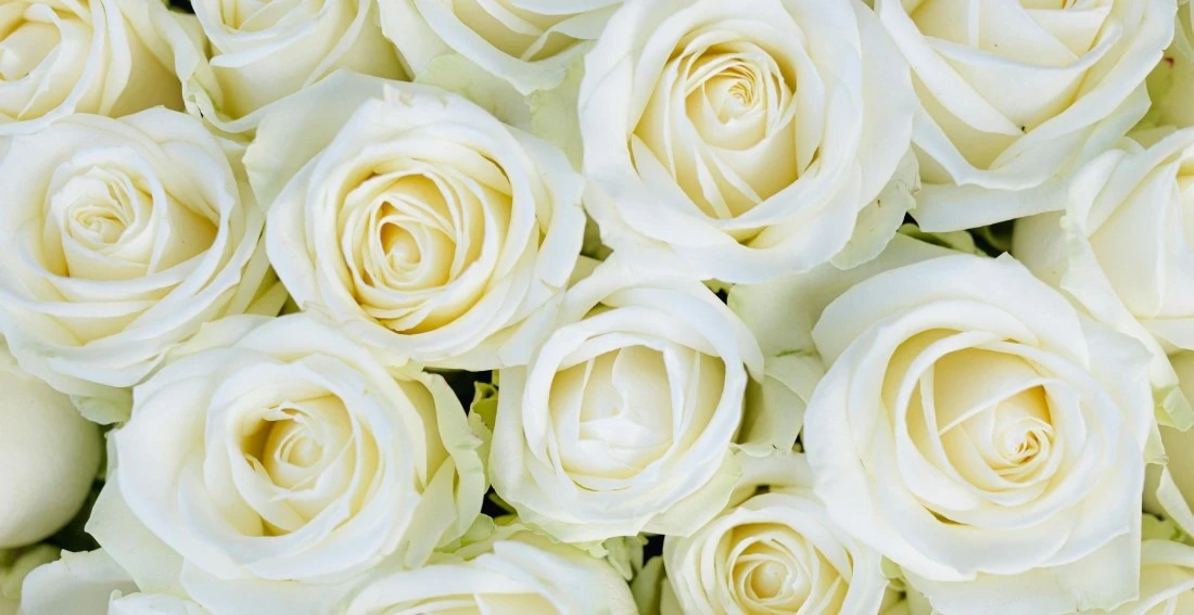https://styleup.clothing/data/ckeditor/2. 2. Decorative White Roses Symbolizing Youthfulness, Purity and and Anti-Aging Nutrients for Healthy Skin.webp